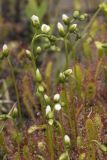 Drosera anglica. Зацветающие соцветия и листья. Сахалинская обл., Охинский р-н, окр. г. Оха, побережье Охотского моря, юго-западный берег залива Кету (Первая бухта), старая автомобильная колея. 24.07.2017.