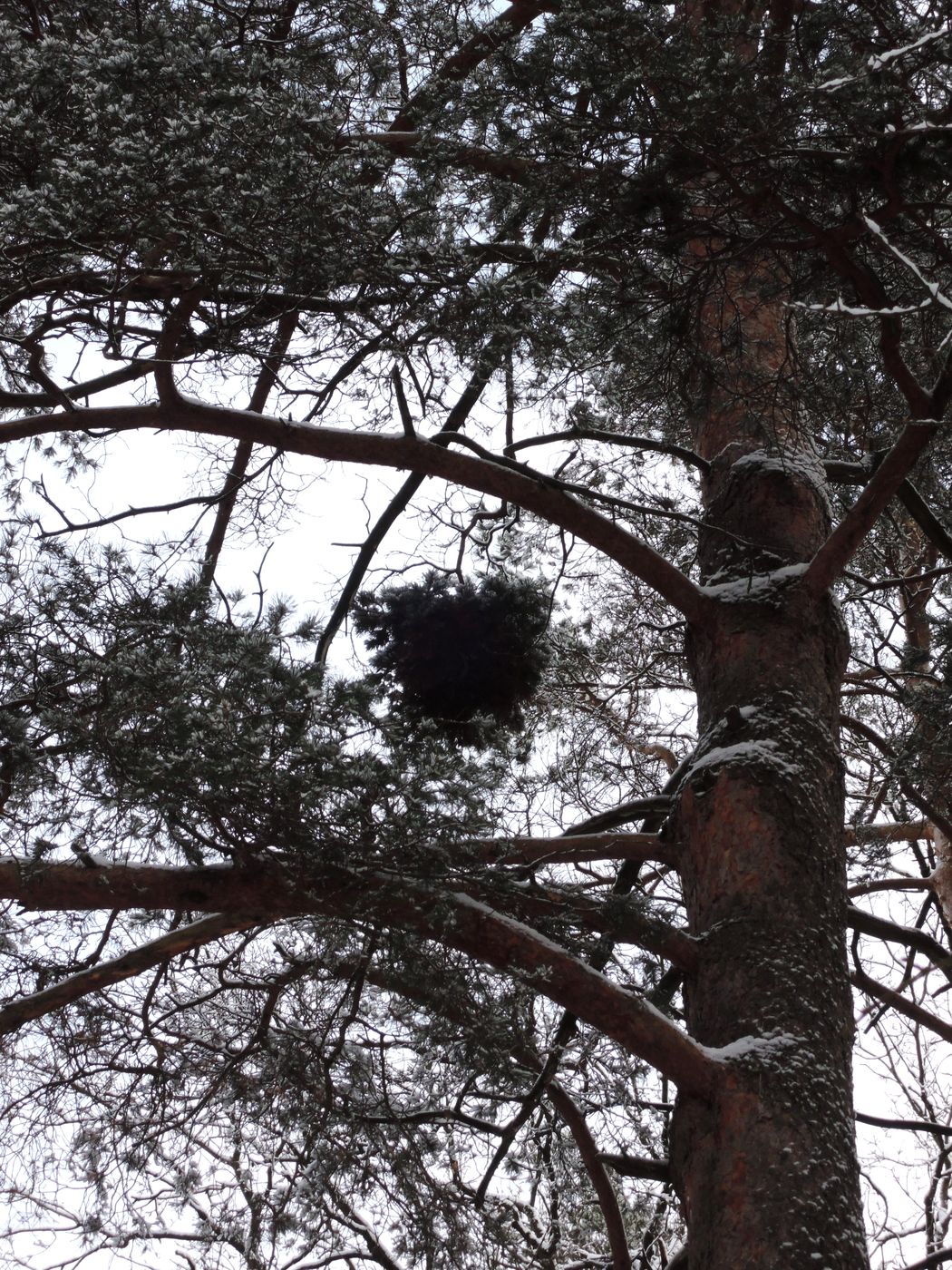 Изображение особи Pinus sylvestris.