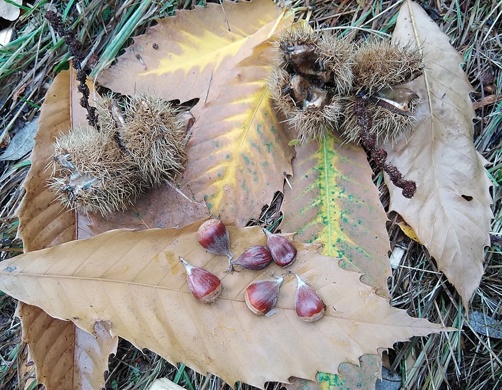 Изображение особи Castanea dentata.