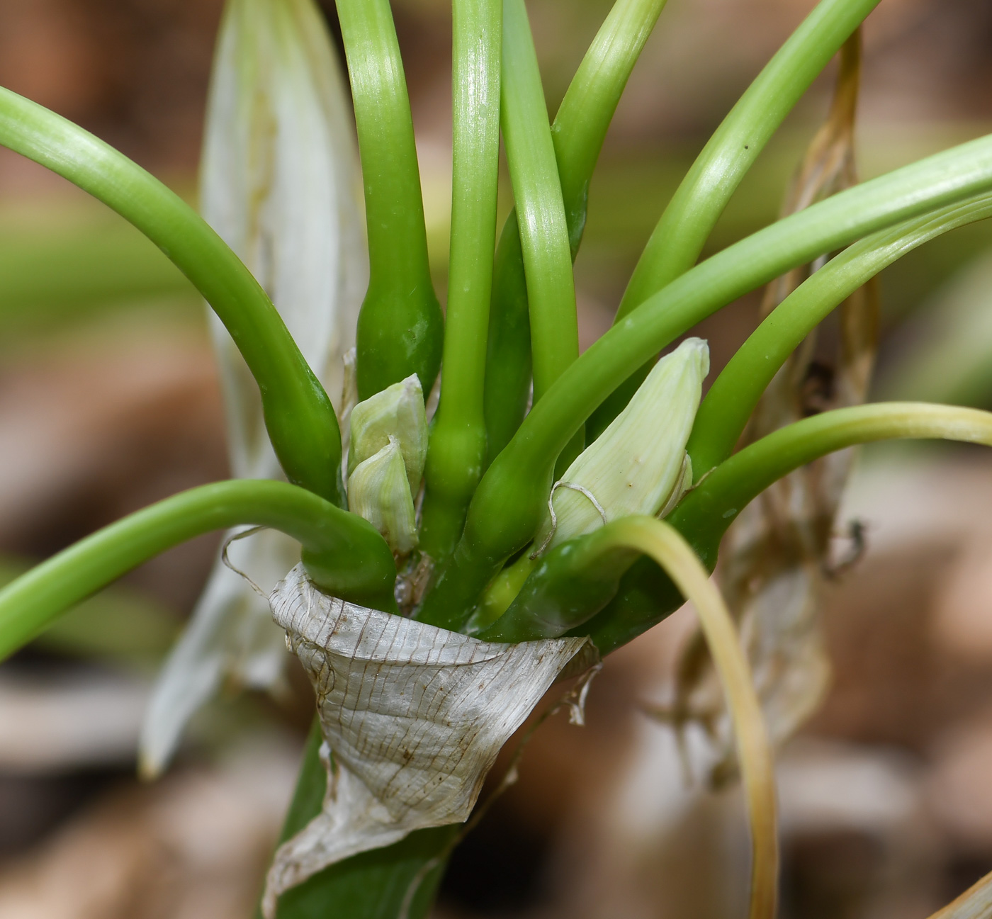 Изображение особи род Crinum.