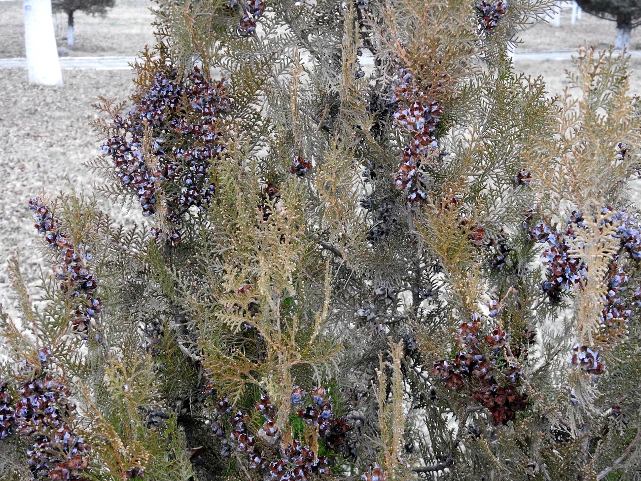 Изображение особи Platycladus orientalis.