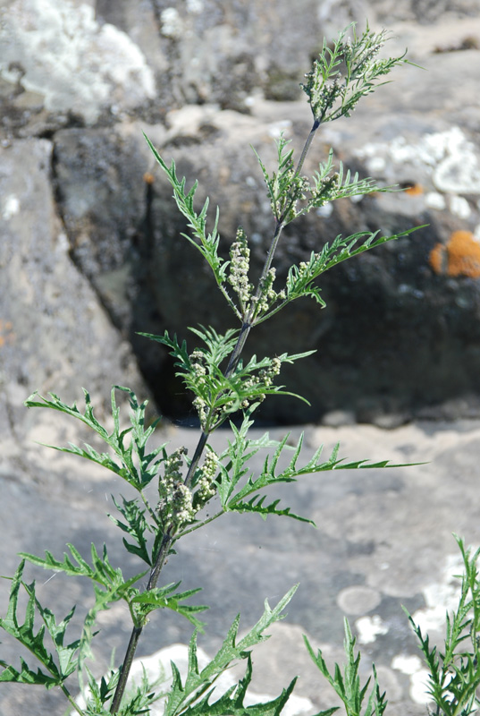 Image of Urtica cannabina specimen.