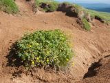 род Potentilla. Цветущее растение. Адыгея, Кавказский биосферный заповедник, склон горы Абадзеш, ≈ 2200 м н.у.м., субальпийский луг, склон оврага. 28.06.2015.