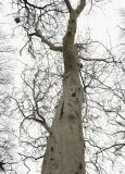 Platanus &times; acerifolia