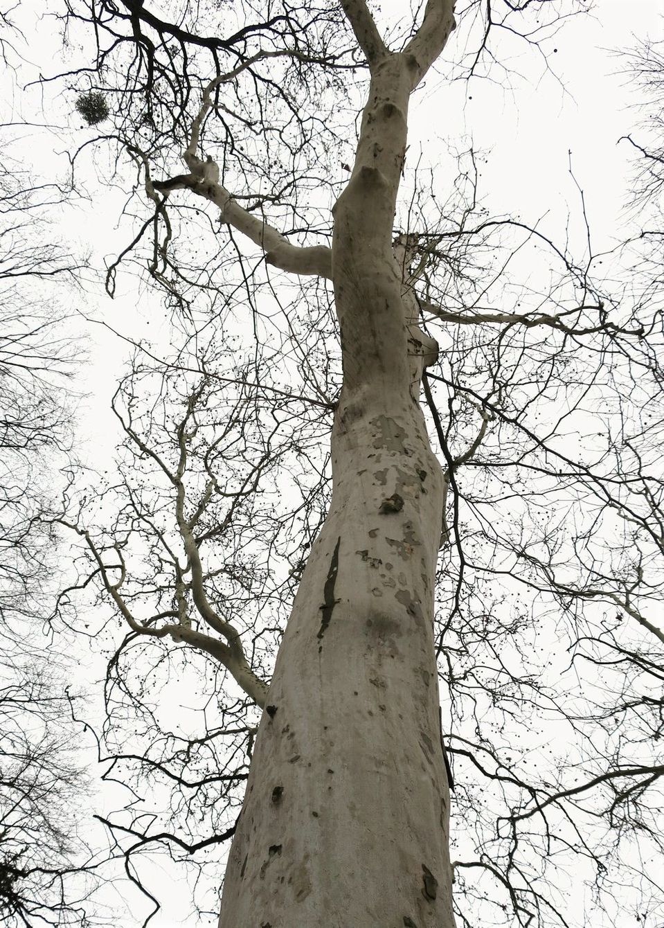 Image of Platanus &times; acerifolia specimen.