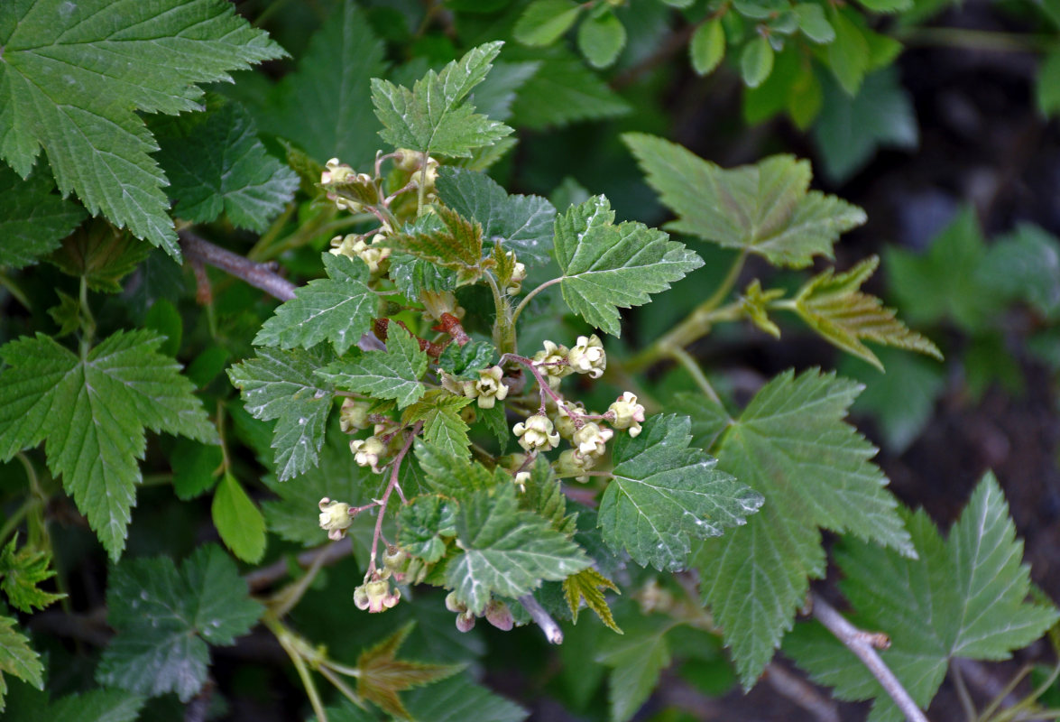 Изображение особи Ribes nigrum.