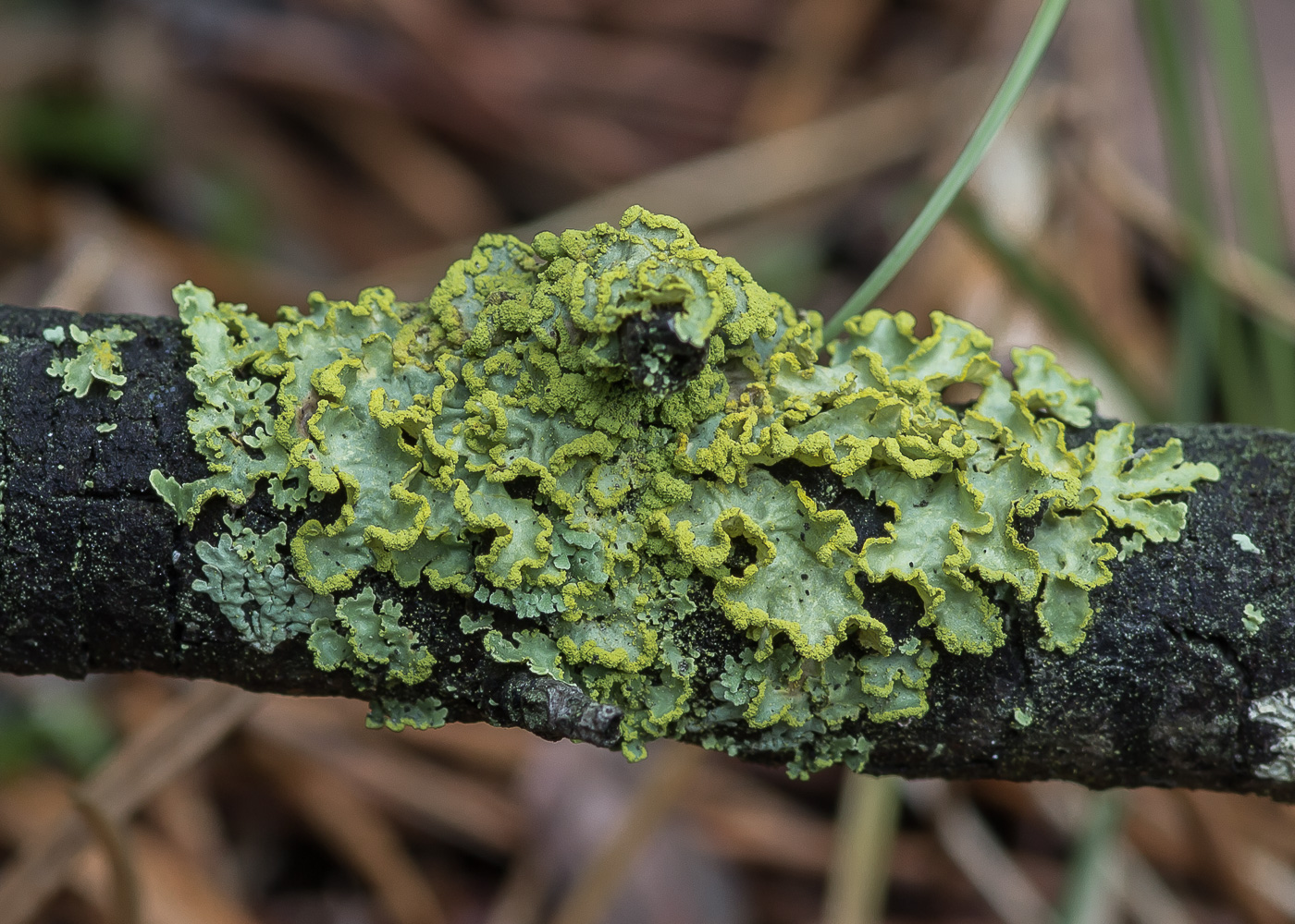Image of Vulpicida pinastri specimen.