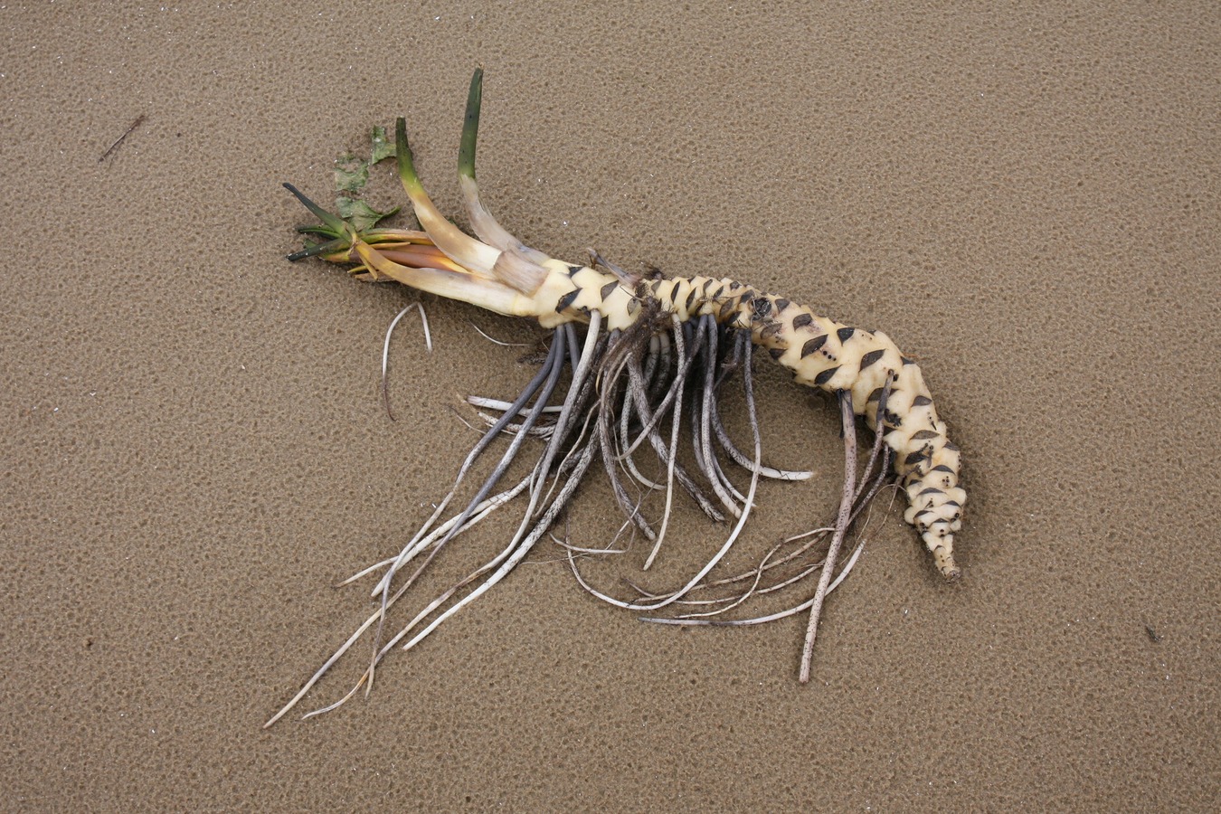 Image of Nuphar lutea specimen.