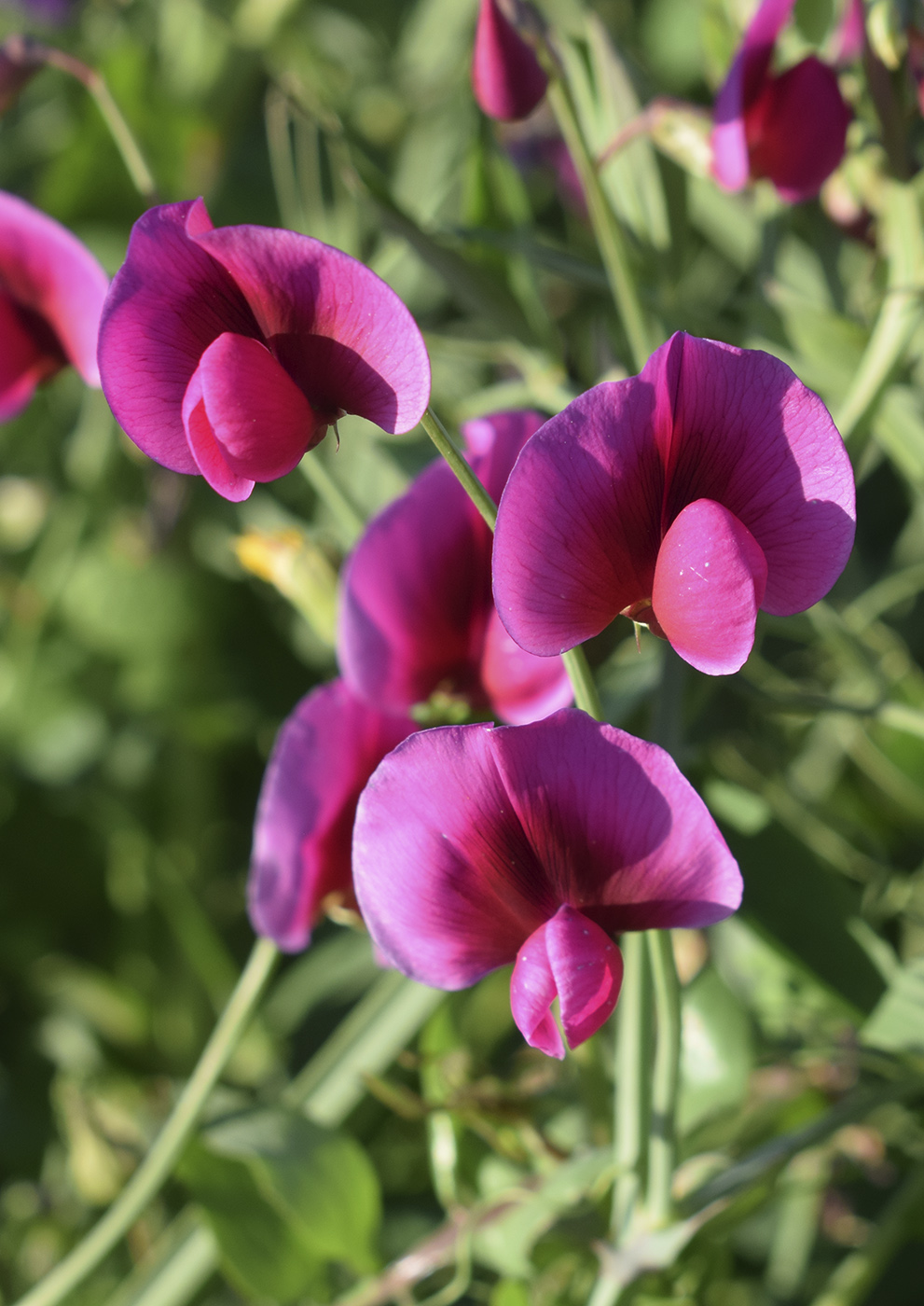 Image of Lathyrus tingitanus specimen.