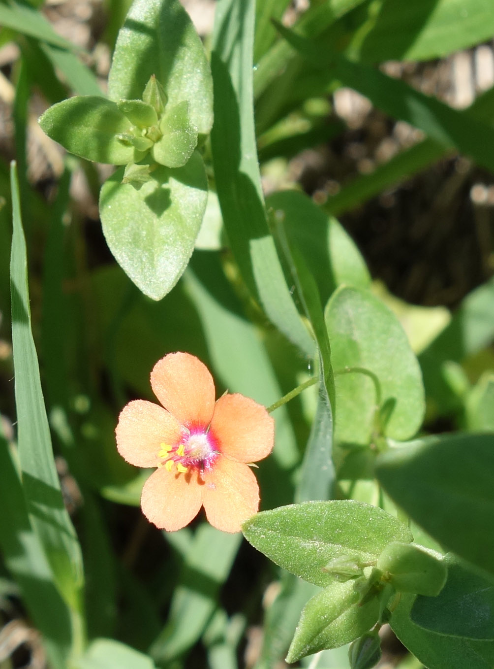 Изображение особи Anagallis arvensis.