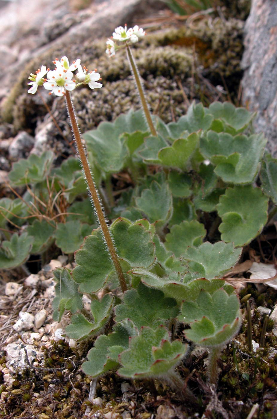 Image of Micranthes porsildiana specimen.