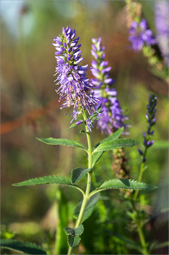 Image of Veronica longifolia specimen.