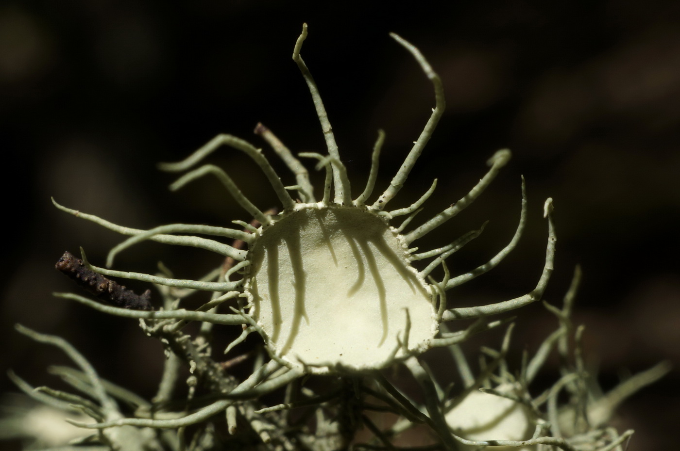 Image of Usnea florida specimen.