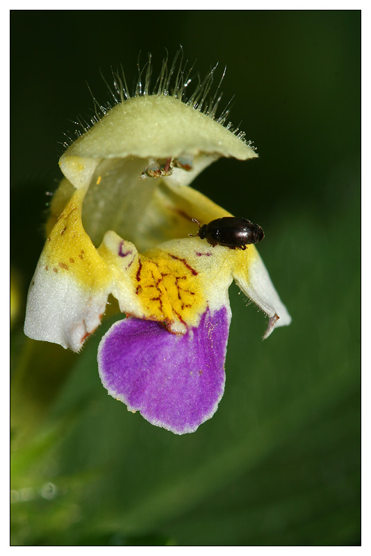 Изображение особи Galeopsis speciosa.