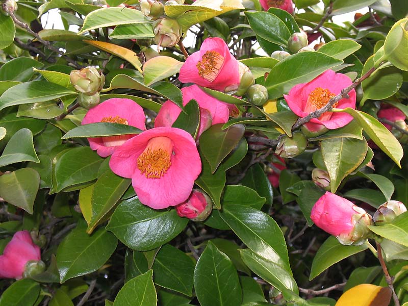 Image of Camellia japonica specimen.