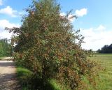 Crataegus chlorocarpa