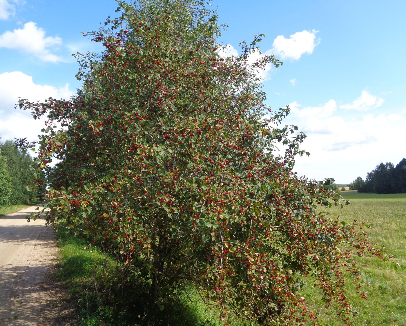 Изображение особи Crataegus chlorocarpa.