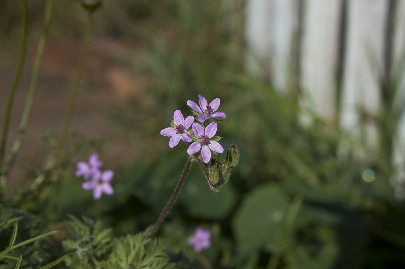 Image of Erodium cicutarium specimen.