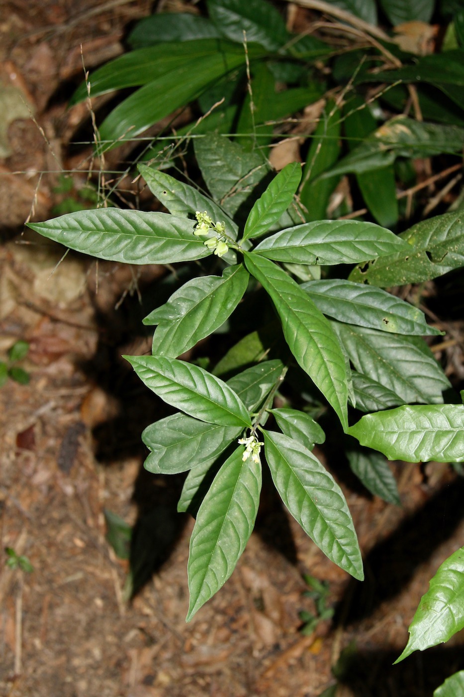 Image of Caamembeca laureola specimen.