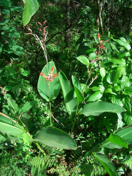 Изображение особи Canna paniculata.