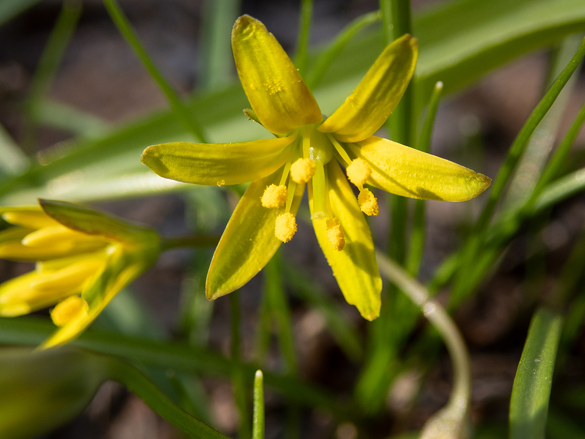 Изображение особи Gagea erubescens.