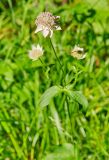 Astrantia maxima. Цветущее растение. Карачаево-Черкесия, Домбай, долина р. Алибек близ Альплагеря Алибек, около 1800 м н.у.м., в смешанном лесу у дороги. 20.07.2010.