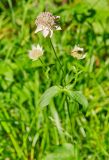 Astrantia maxima