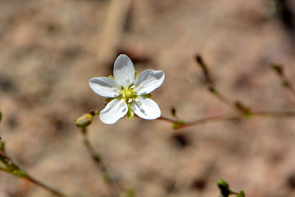 Image of Sagina nodosa specimen.