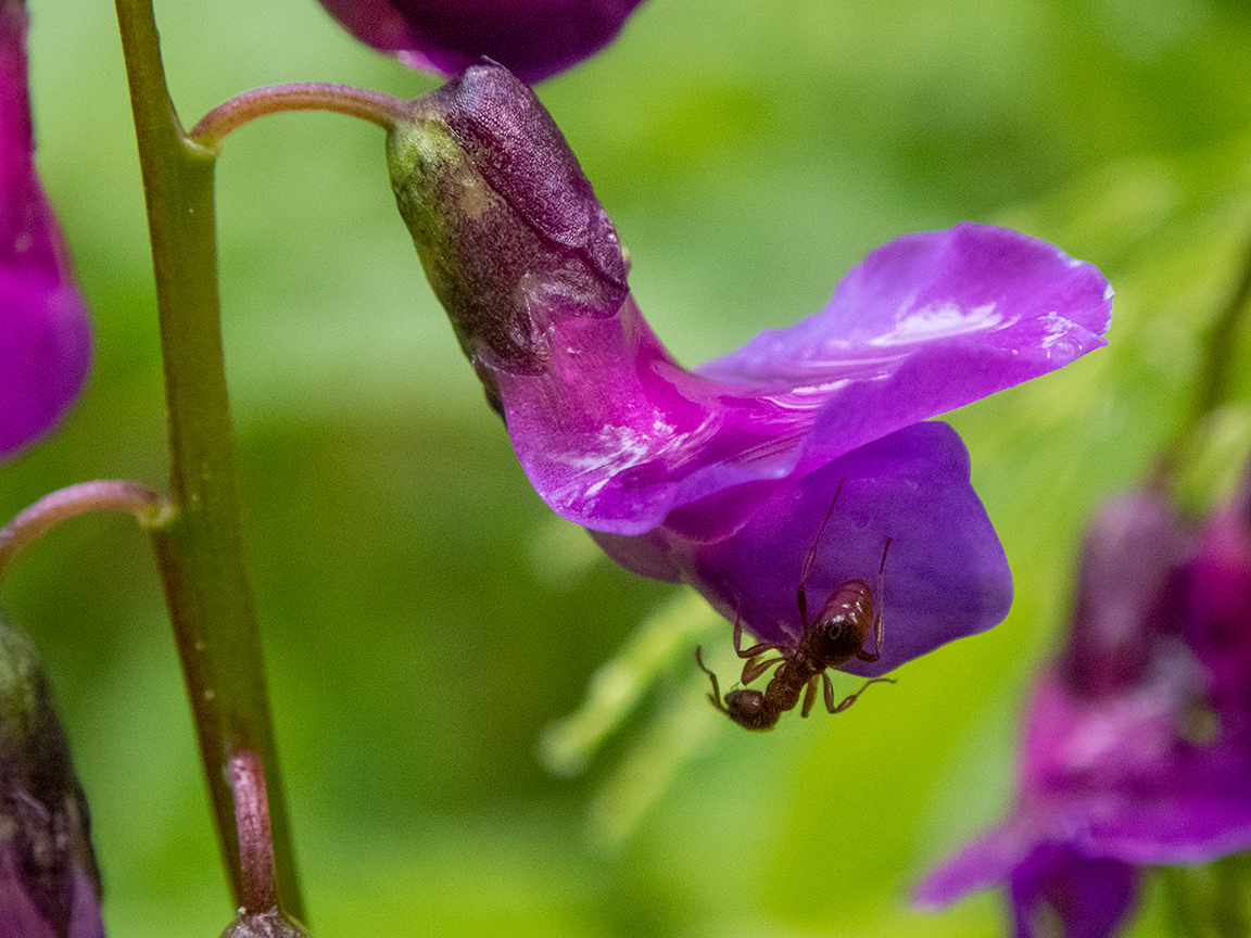 Изображение особи Lathyrus vernus.