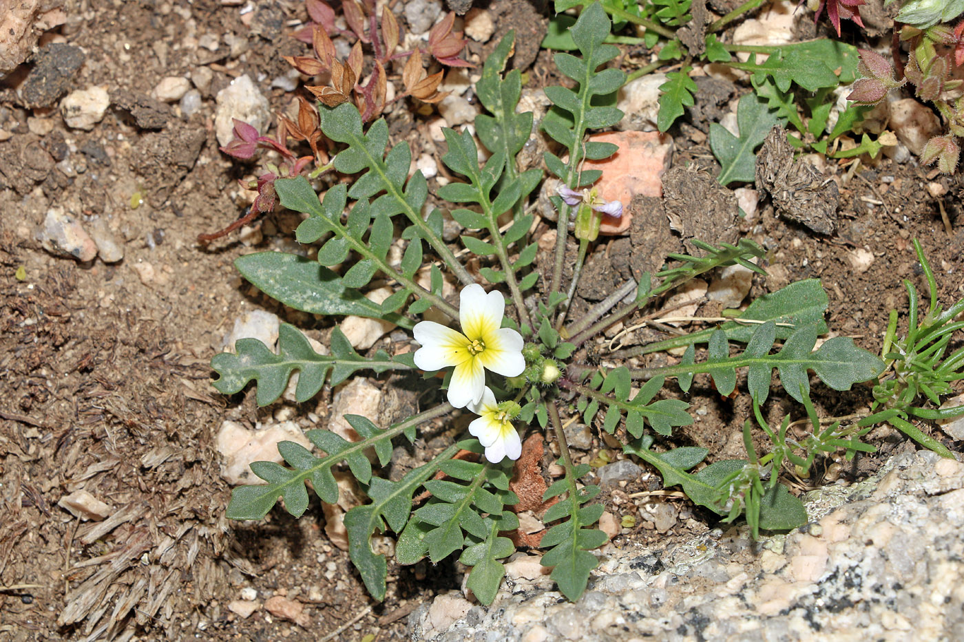 Image of Chorispora sabulosa specimen.