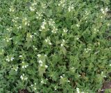 Lamium album