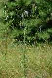 Centaurea stoebe