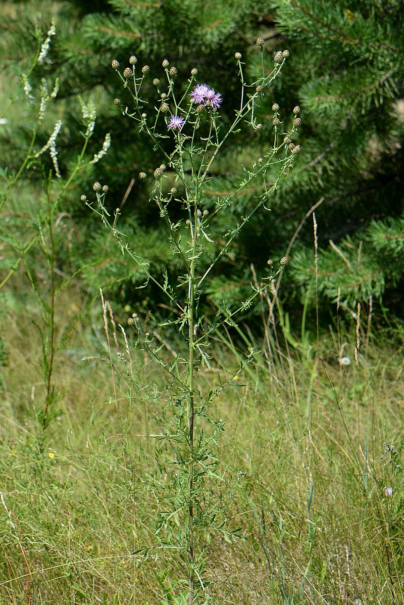 Изображение особи Centaurea stoebe.