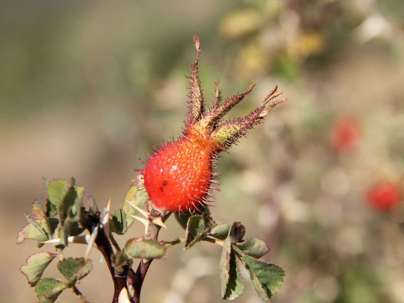 Image of Rosa fedtschenkoana specimen.