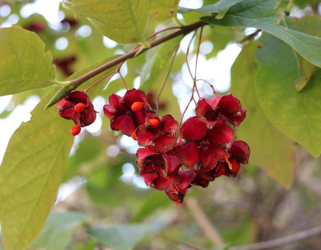 Image of Euonymus latifolius specimen.