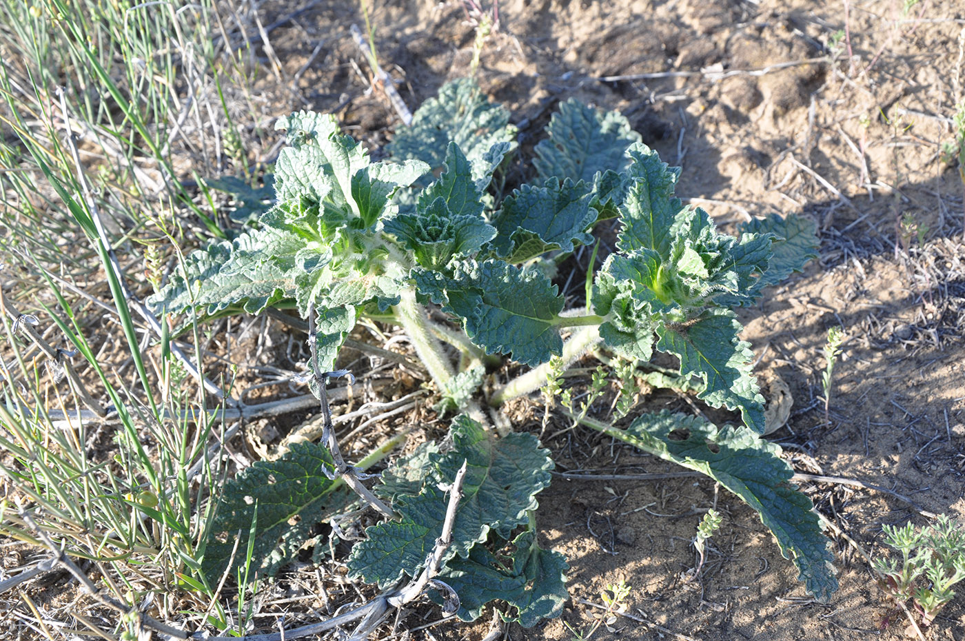 Image of Eremostachys rotata specimen.