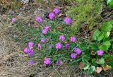 Dianthus versicolor. Цветущие растения. Челябинская обл., Каслинский р-н, берег оз. Киреты, опушка сосняка. 24.07.2020.