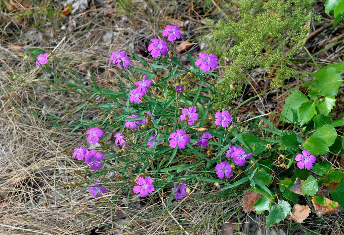 Изображение особи Dianthus versicolor.