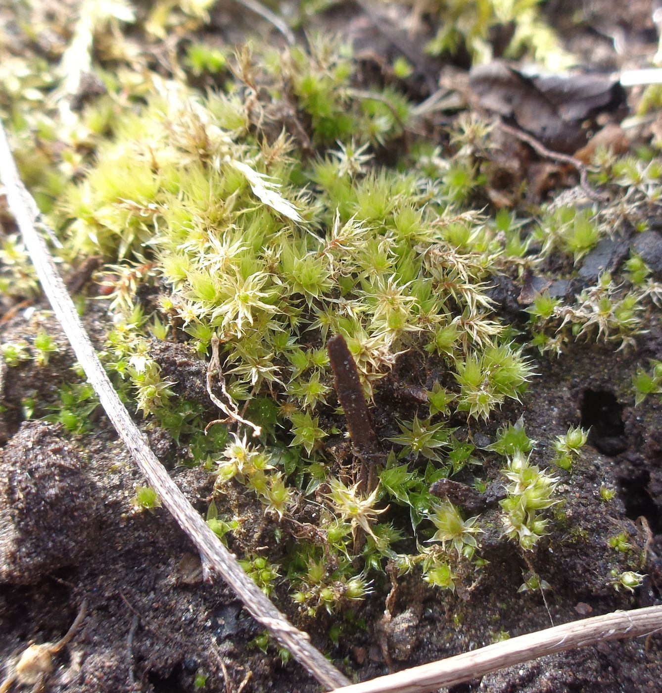 Image of genus Bryum specimen.