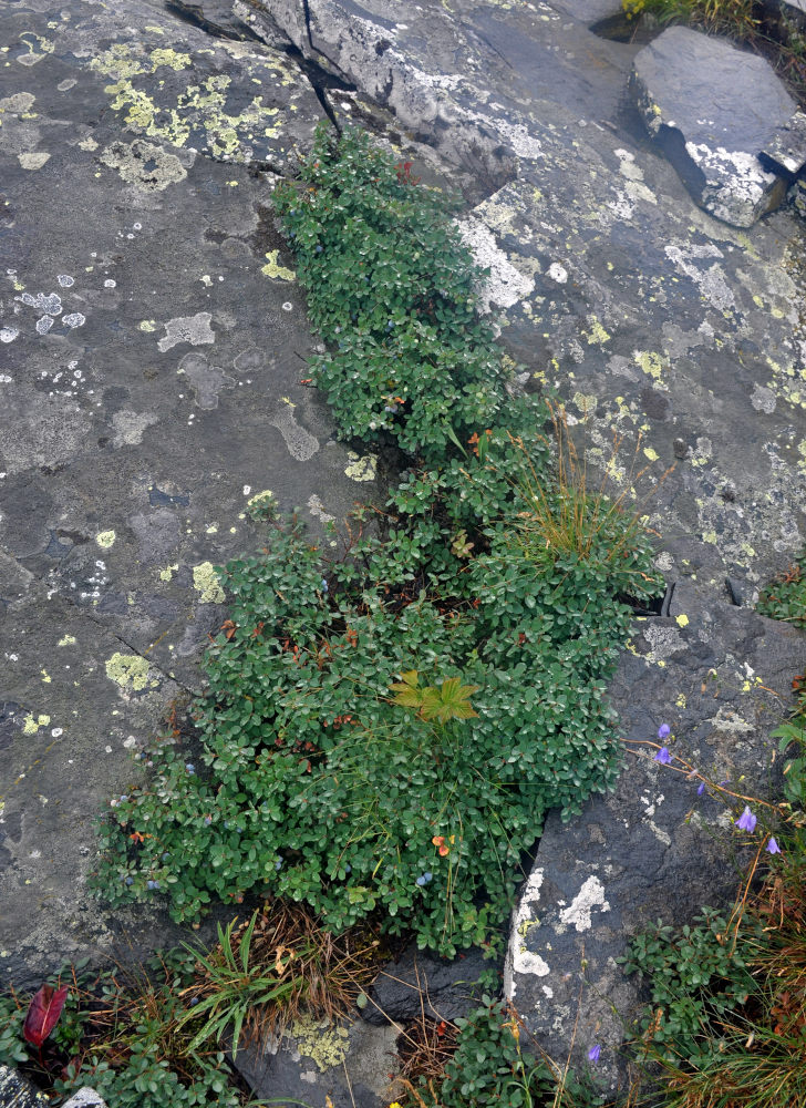 Image of Vaccinium uliginosum specimen.