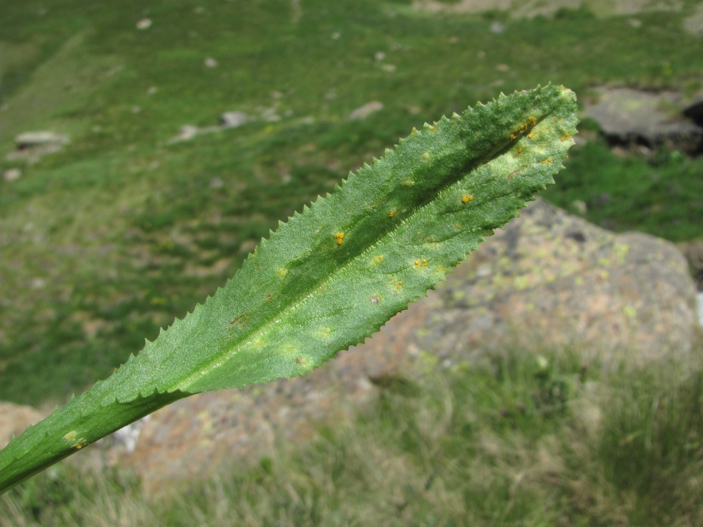 Image of Primula auriculata specimen.