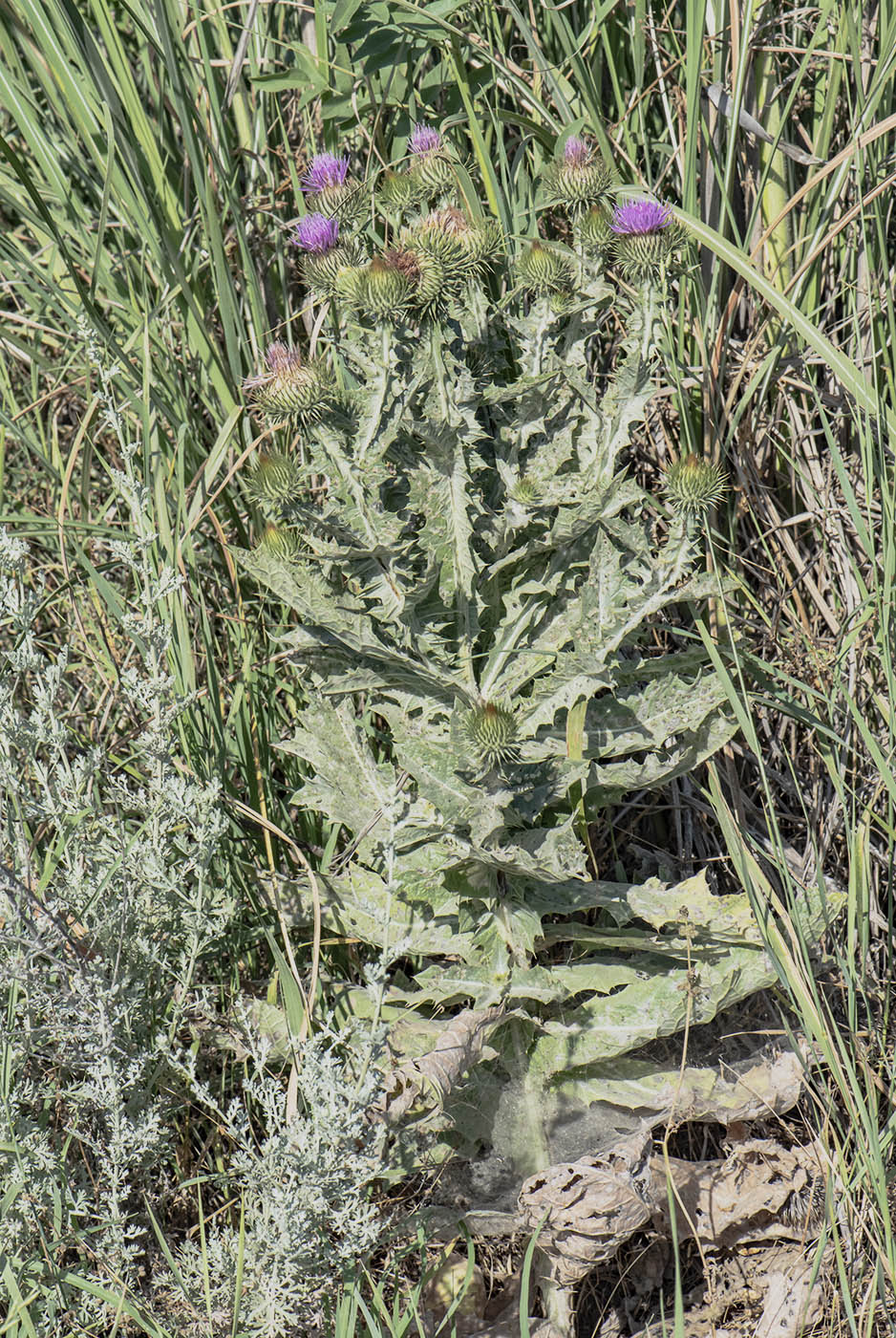 Image of Onopordum acanthium specimen.