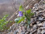 Viola dehnhardtii