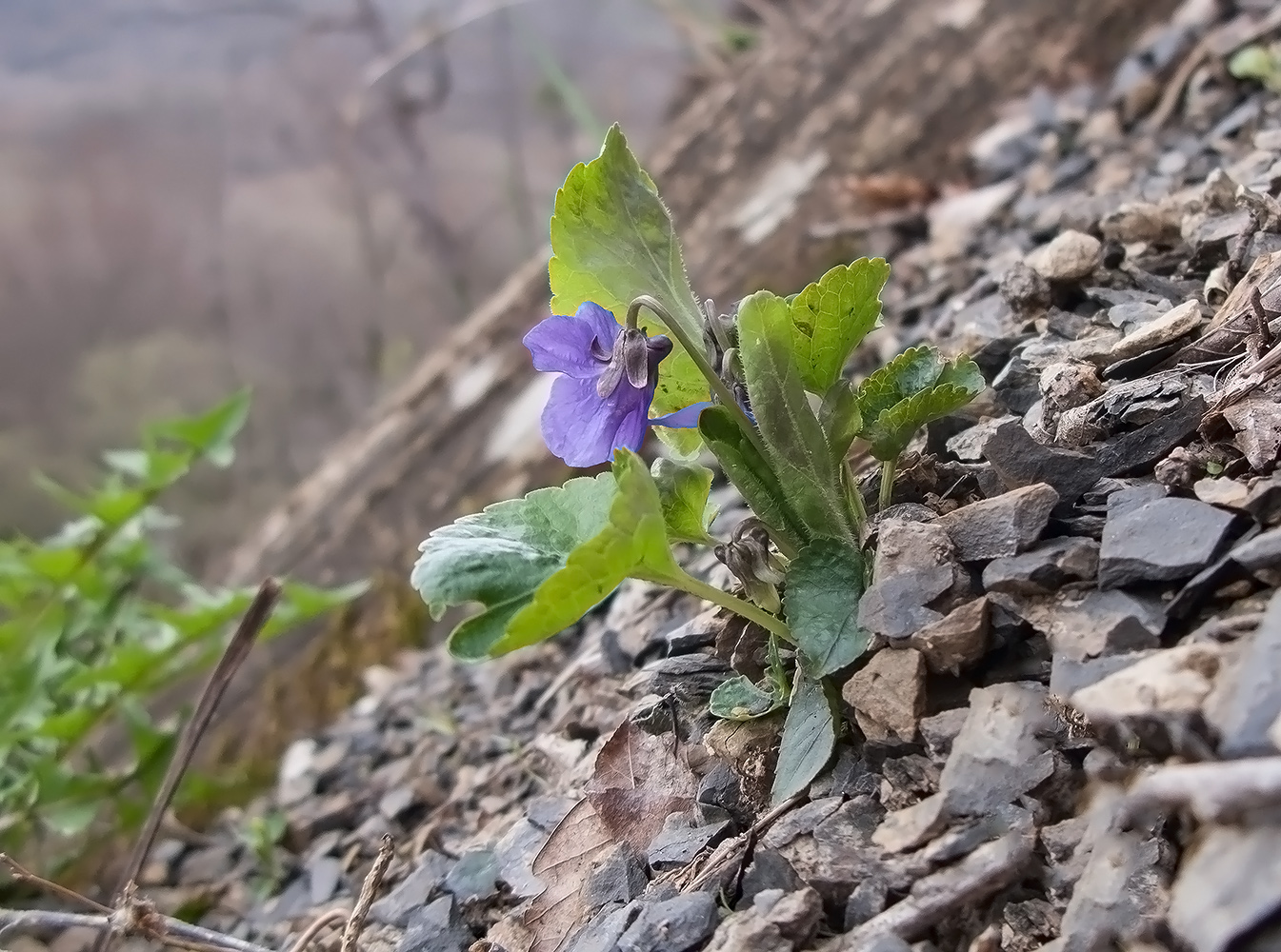 Изображение особи Viola dehnhardtii.