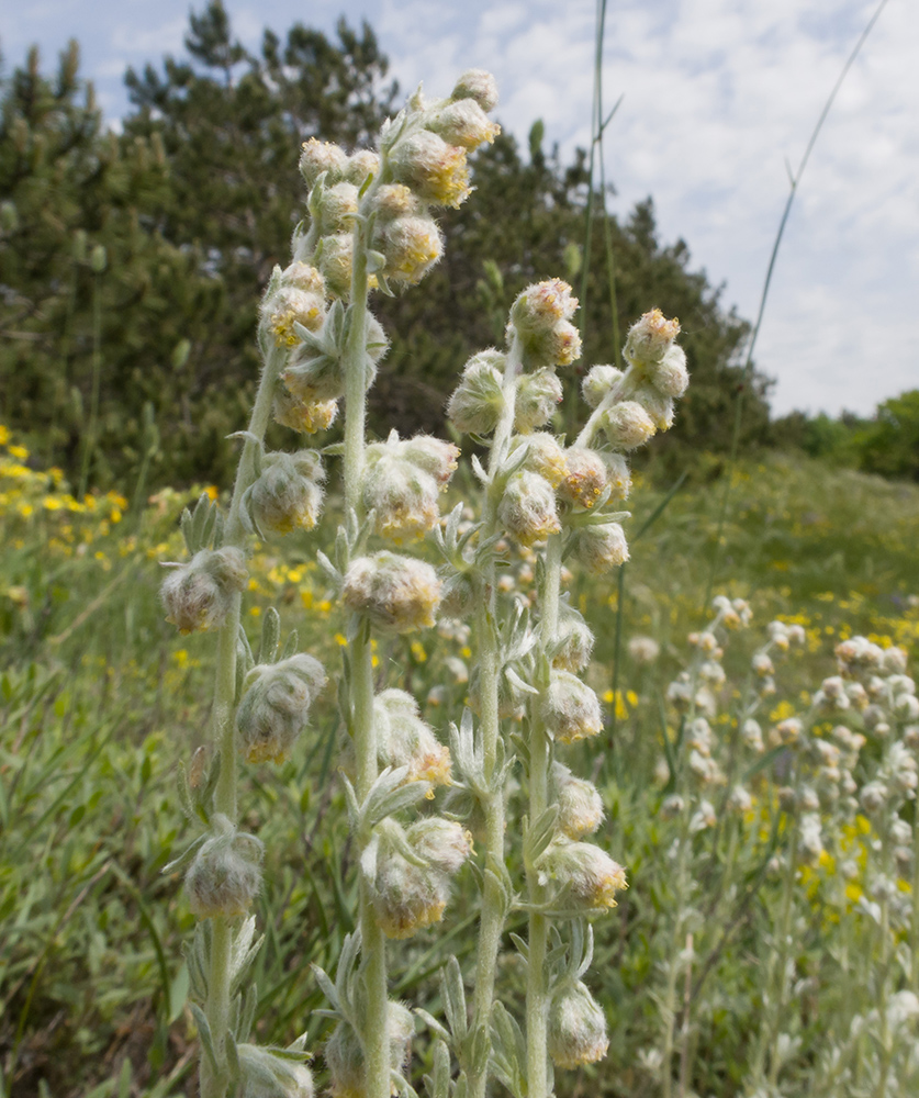 Изображение особи Artemisia caucasica.