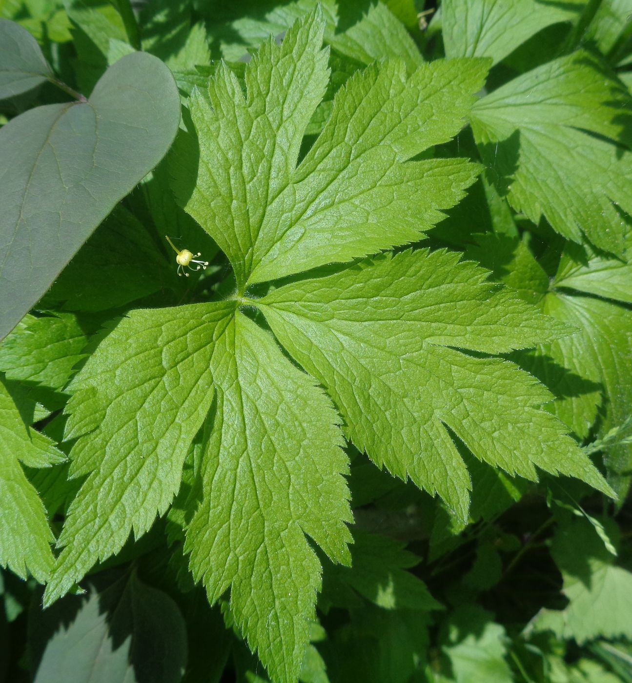 Изображение особи семейство Ranunculaceae.