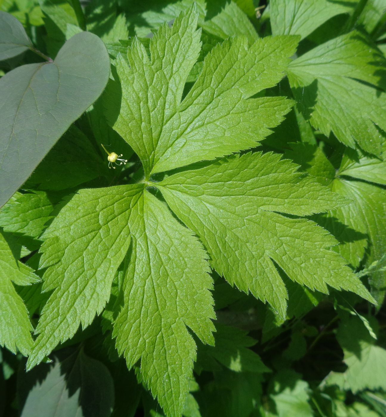 Изображение особи семейство Ranunculaceae.