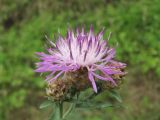 Centaurea jacea подвид substituta. Соцветие. Краснодарский край, Абинский р-н, ст-ца Холмская, берег р. Хабль. 21.07.2020.