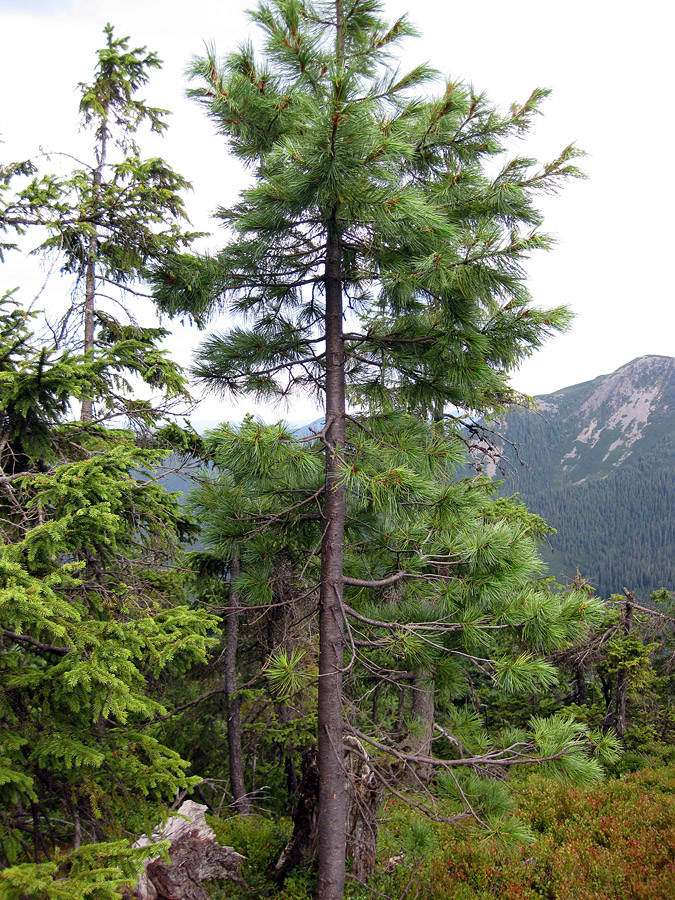 Изображение особи Pinus cembra.