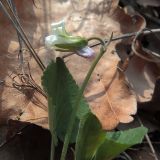 Viola rupestris. Увядающий цветок, вид сбоку (белая форма) и часть листьев. Ульяновск, Заволжский р-н, дубовый лес. 11.05.2021.